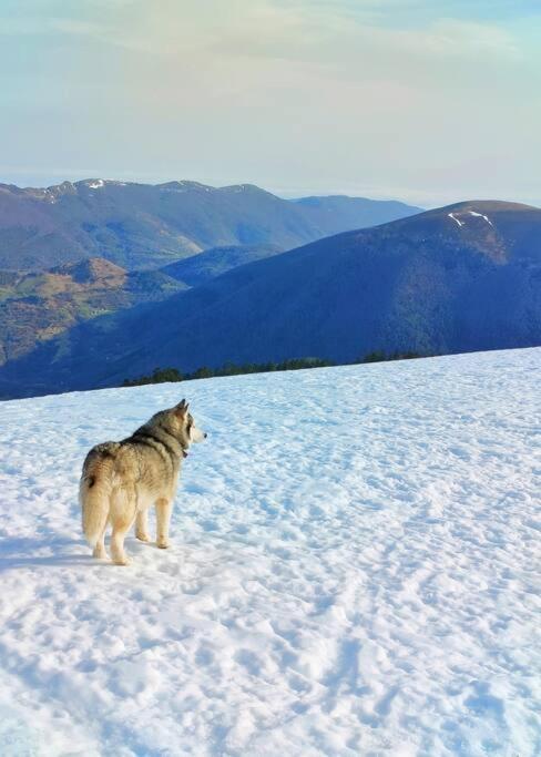 Logement 6 pers au cœur des montagnes pyrénéennes Boutx Exterior foto